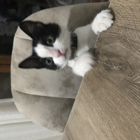 Tuxedo (Smokin) Kedi, Kedi  gece fotoğrafı