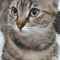 European Shorthair, Kedi  Kara fotoğrafı