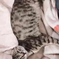 European Shorthair, Kedi  Kara fotoğrafı