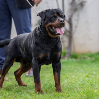 Rottweiler, Köpek  Chery fotoğrafı