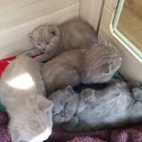 British Shorthair, Kedi  Noel fotoğrafı