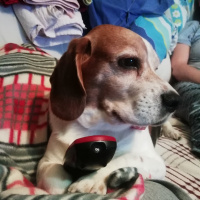 Beagle, Köpek  Mars cubuke fotoğrafı