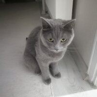 British Shorthair, Kedi  Hermes fotoğrafı