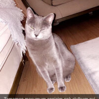 Mavi Rus, Kedi  Queen fotoğrafı