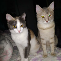 Tekir Kedi, Kedi  Prenses fotoğrafı