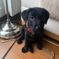 Labrador Retriever, Köpek  BLACK fotoğrafı