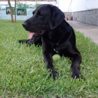 Labrador Retriever, Köpek  BLACK fotoğrafı