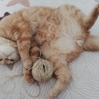 British Shorthair, Kedi  Ares fotoğrafı