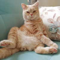 British Shorthair, Kedi  Ares fotoğrafı