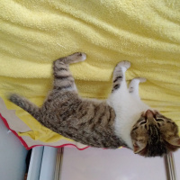 Tekir Kedi, Kedi  Tamay fotoğrafı