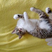 Tekir Kedi, Kedi  Tamay fotoğrafı