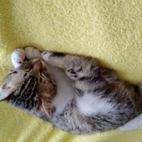 Tekir Kedi, Kedi  Tamay fotoğrafı