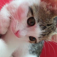 Tekir Kedi, Kedi  Paşa fotoğrafı