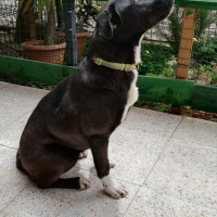 Amerikan Staffordshire Terrier, Köpek  Leya fotoğrafı