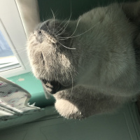 Scottish Fold, Kedi  Pamuk fotoğrafı
