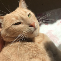 Tekir Kedi, Kedi  Tarçın fotoğrafı