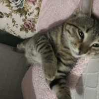 Tekir Kedi, Kedi  Duman fotoğrafı