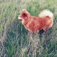 Chow Chow (çin Aslanı), Köpek  aşk fotoğrafı