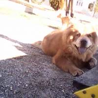 Chow Chow (çin Aslanı), Köpek  aşk fotoğrafı