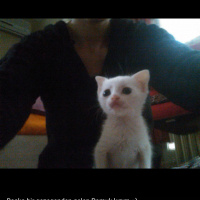 Van Kedisi, Kedi  Pamuk fotoğrafı