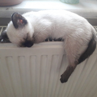 Siyam Kedisi, Kedi  Mia fotoğrafı