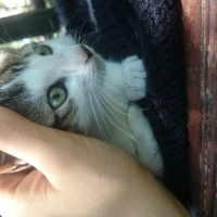 Tekir Kedi, Kedi  Prenses fotoğrafı