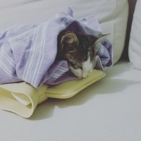 Tekir Kedi, Kedi  Prenses fotoğrafı