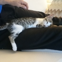 Tekir Kedi, Kedi  Prenses fotoğrafı