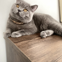 British Shorthair, Kedi  Bambam fotoğrafı