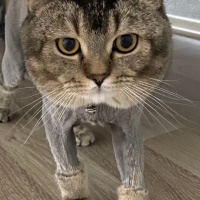 British Shorthair, Kedi  Bambam fotoğrafı