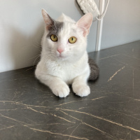 Tekir Kedi, Kedi  pamuk fotoğrafı