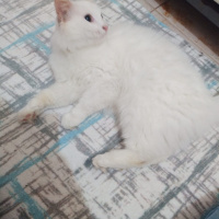 İran Kedisi (Persian), Kedi  Pamuk fotoğrafı
