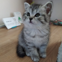 British Shorthair, Kedi  Mia fotoğrafı
