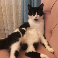 Tuxedo (Smokin) Kedi, Kedi  Tekila fotoğrafı
