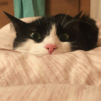 Tuxedo (Smokin) Kedi, Kedi  Tekila fotoğrafı