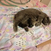Scottish Fold, Kedi  Scotish fold ve straight fotoğrafı