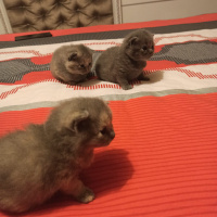 Scottish Fold, Kedi  Scotish fold ve straight fotoğrafı