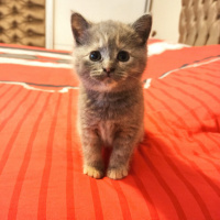 Scottish Fold, Kedi  Scotish fold ve straight fotoğrafı