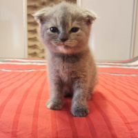 Scottish Fold, Kedi  Scotish fold ve straight fotoğrafı