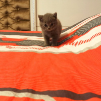 Scottish Fold, Kedi  Scotish fold ve straight fotoğrafı