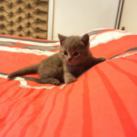 Scottish Fold, Kedi  Scotish fold ve straight fotoğrafı