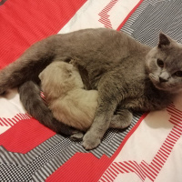 Scottish Fold, Kedi  Scotish fold ve straight fotoğrafı