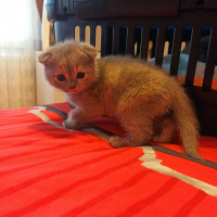 Scottish Fold, Kedi  Scotish fold ve straight fotoğrafı