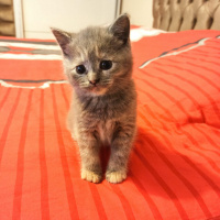 Scottish Fold, Kedi  Scotish fold ve straight fotoğrafı