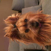 Yorkshire Terrier, Köpek  Kuki fotoğrafı