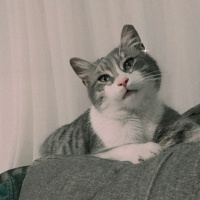 Tekir Kedi, Kedi  duman fotoğrafı