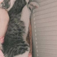 Tekir Kedi, Kedi  duman fotoğrafı