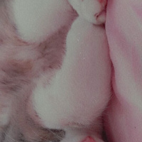 Tekir Kedi, Kedi  duman fotoğrafı