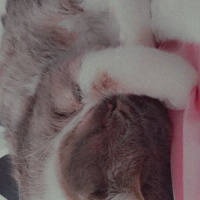 Tekir Kedi, Kedi  duman fotoğrafı