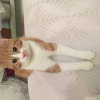 Tekir Kedi, Kedi  Balım fotoğrafı